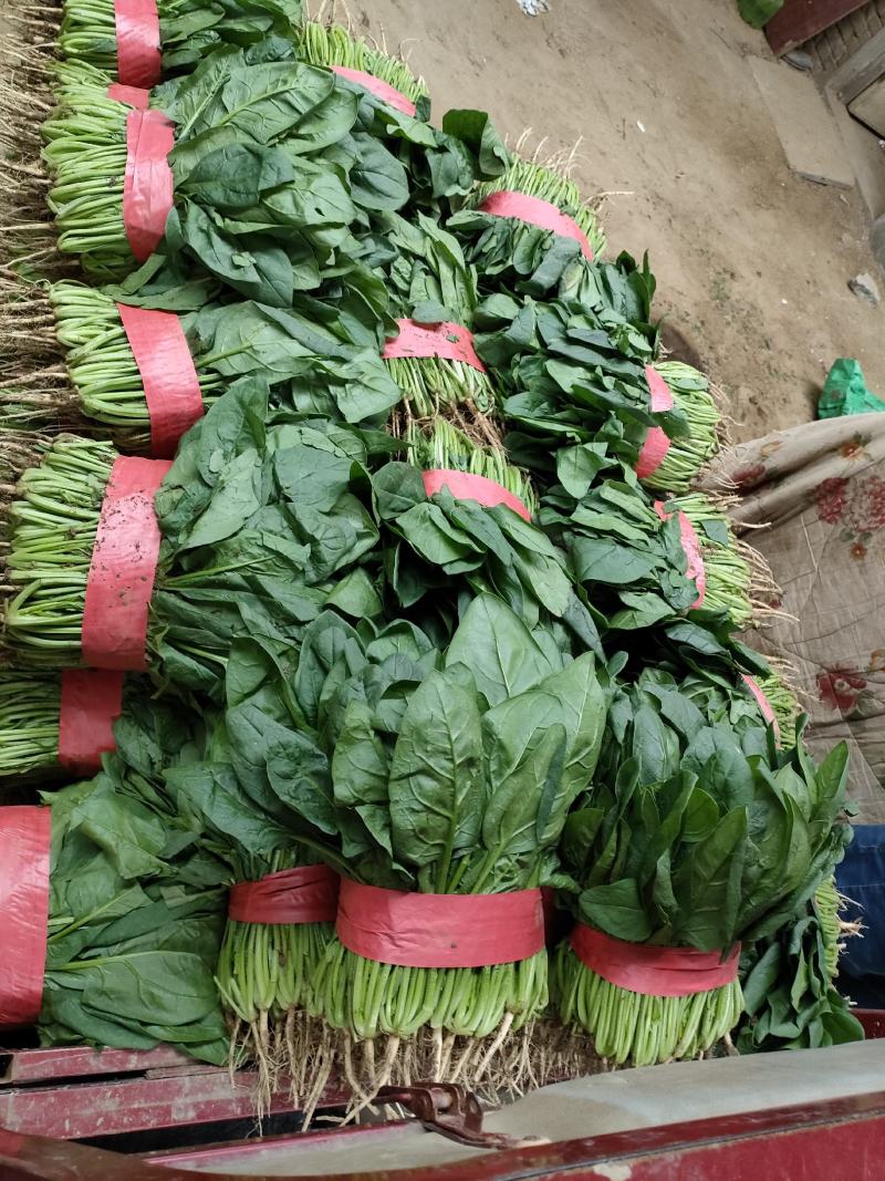 菠菜，大叶菠菜，万亩种植基地，适合各种渠道采购，视频看货