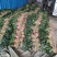 菠菜,大叶菠菜,万亩种植基地,适合各种渠道采购,视频看货