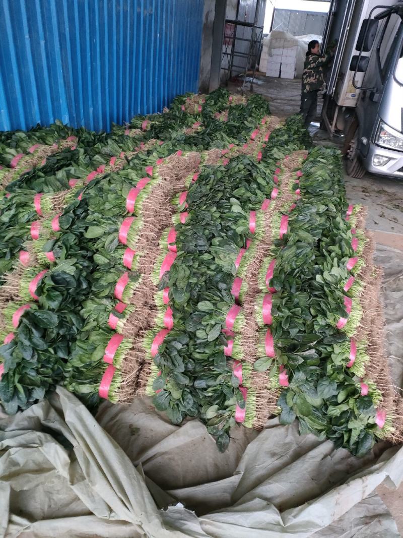 菠菜，大叶菠菜，万亩种植基地，适合各种渠道采购，视频看货