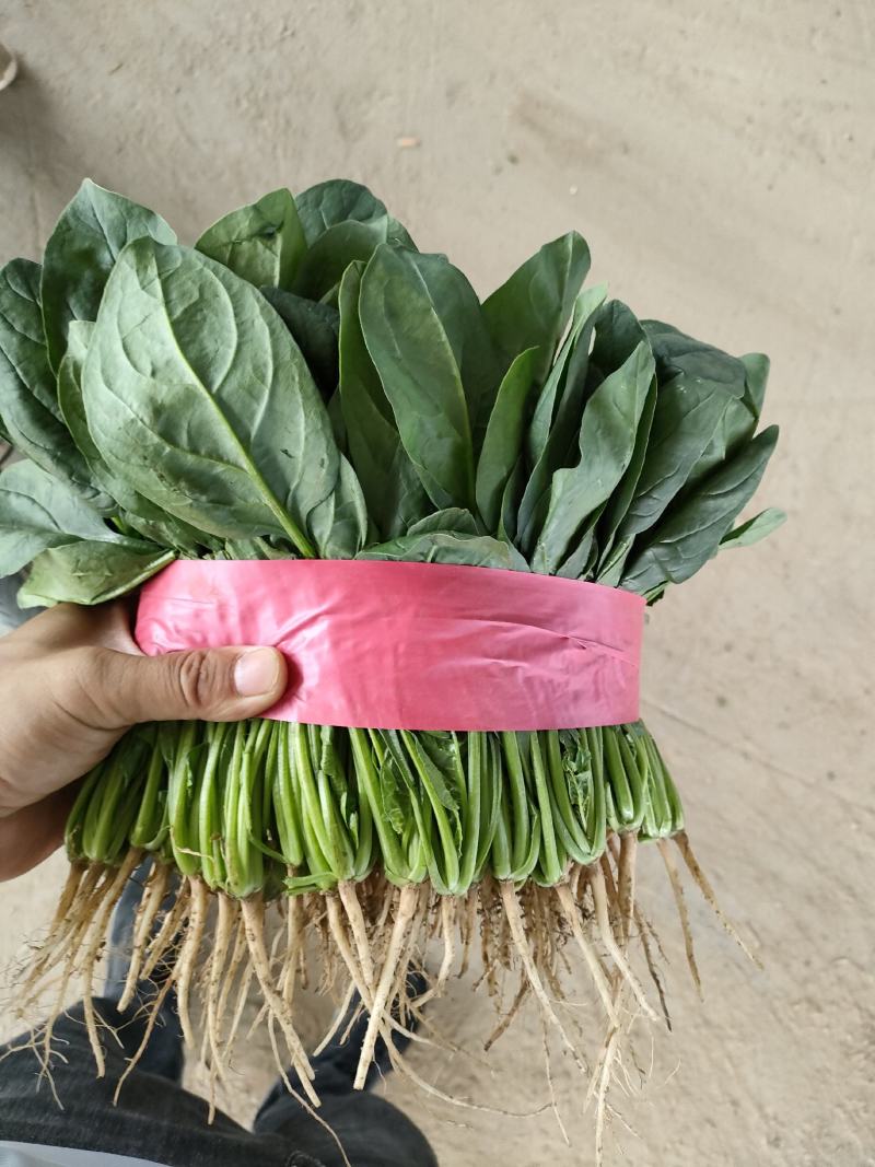 菠菜，大叶菠菜，万亩种植基地，适合各种渠道采购，视频看货