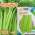 优质帝王芹菜种子西芹大颗北方南方蔬菜西芹种子四季种植菜