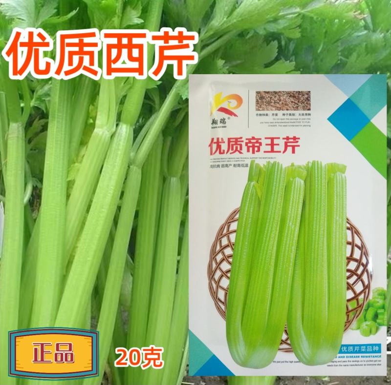 优质帝王芹菜种子西芹大颗北方南方蔬菜西芹种子四季种植菜