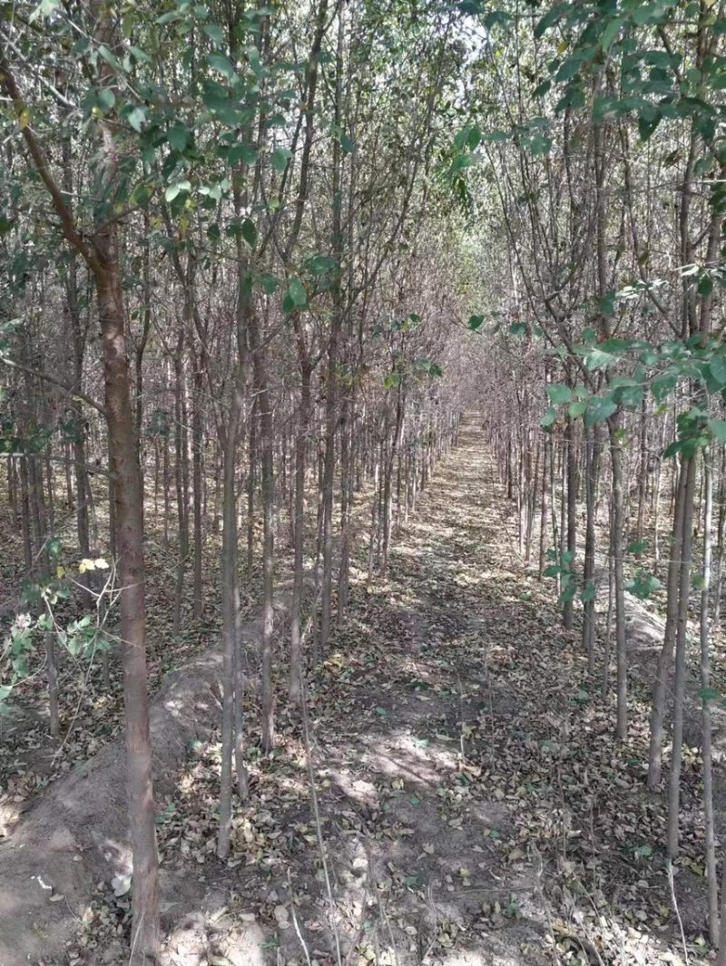 1公分白榆/2公分白榆/3公分白榆/白榆榆树基地成活率高