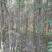 1公分白榆/2公分白榆/3公分白榆/白榆榆树基地成活率高