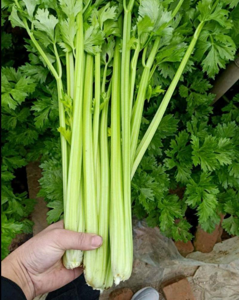 津南实芹2号芹菜种子西芹大颗北方南方蔬菜西芹种子四季种植