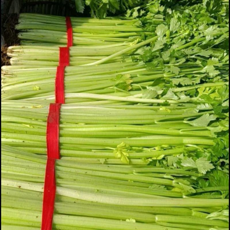 津南实芹2号芹菜种子西芹大颗北方南方蔬菜西芹种子四季种植