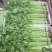 四季小香芹种子芹菜种子香味浓郁实心芹菜种子四季播农家蔬菜