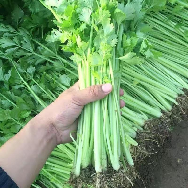 四季小香芹种子芹菜种子香味浓郁实心芹菜种子四季播农家蔬菜