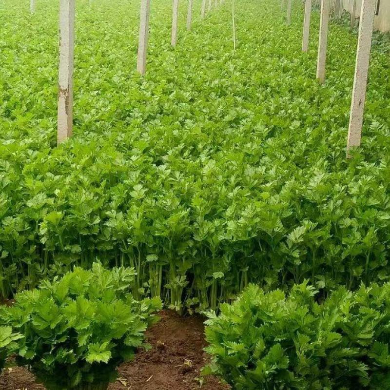 沂水县芹菜，量大的需要提前一天预订
