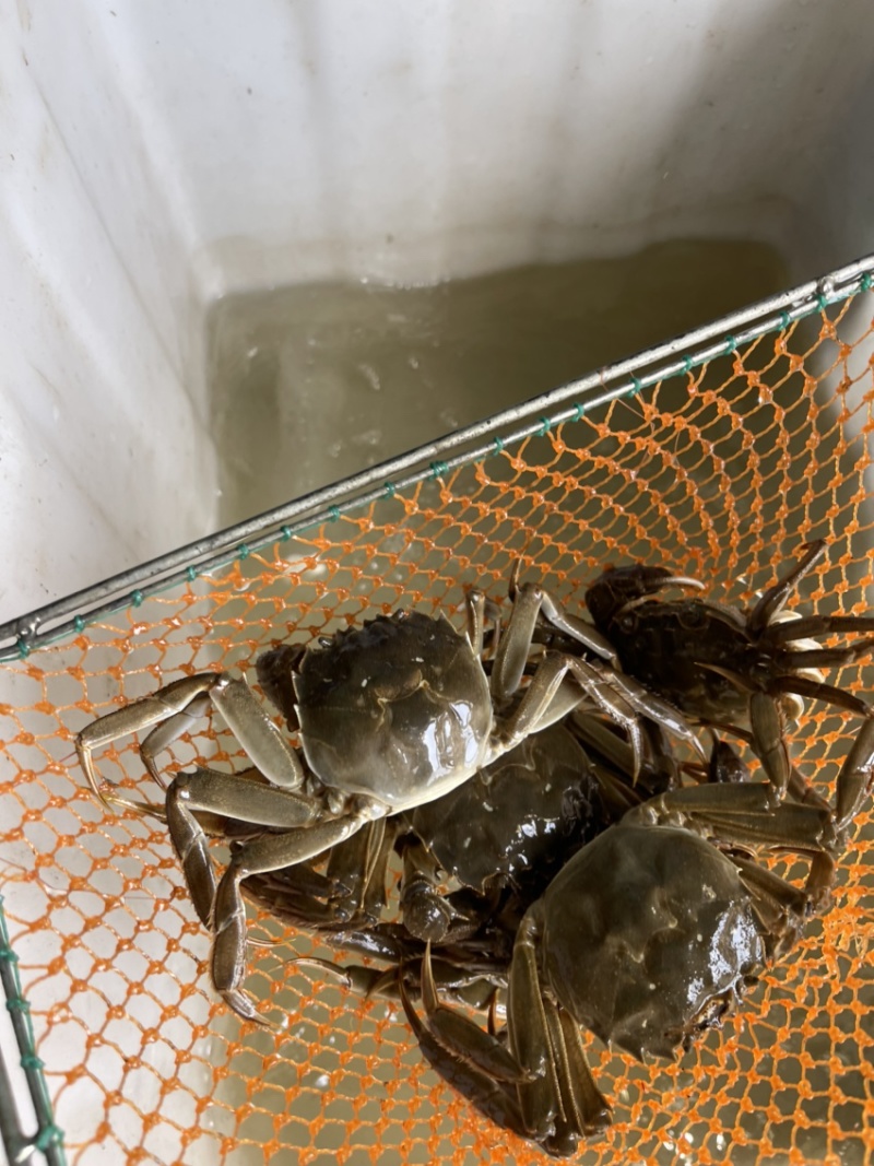 南美白对虾、大闸蟹，