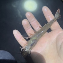 南美白对虾、大闸蟹，