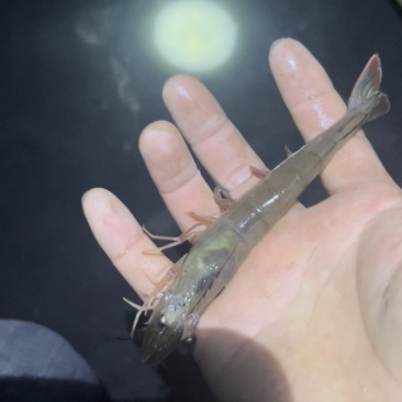 南美白对虾、大闸蟹，