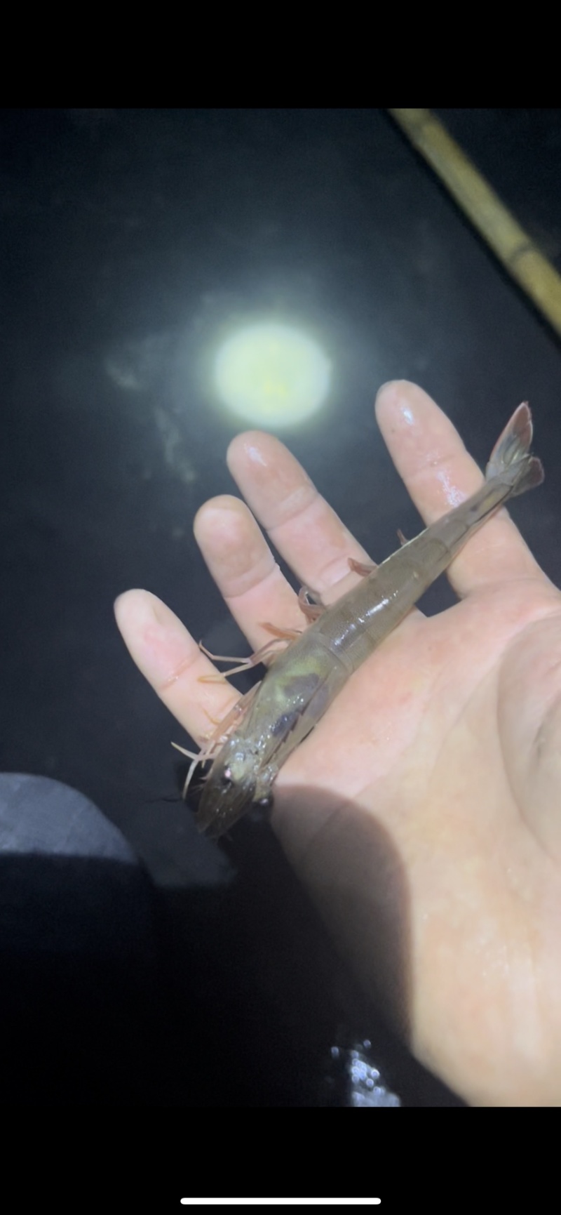 南美白对虾、大闸蟹，