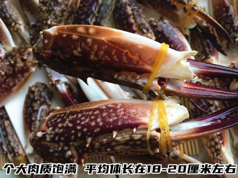 鲜冻梭子蟹蟹腿