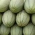 潍坊甜瓜晓蜜25甜瓜瓜形圆润货量大甜度高皮薄肉厚口感脆甜