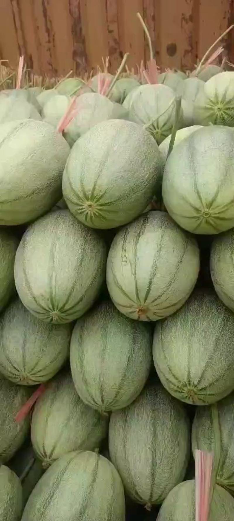 潍坊甜瓜晓蜜25甜瓜瓜形圆润货量大甜度高皮薄肉厚口感脆甜