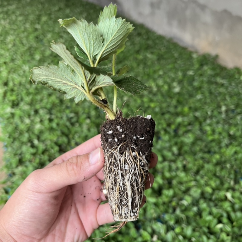 草莓苗穴盘苗脱毒种苗穴盘草莓苗品种章姬红颜宁玉天仙醉
