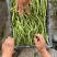 精品四季豆大扁豆无丝豆全部大量供应支持各种规格