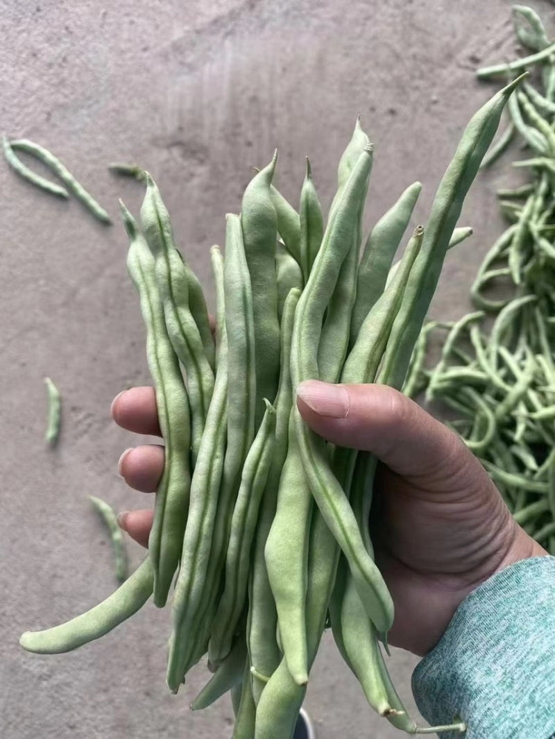 精品四季豆大扁豆无丝豆全部大量供应支持各种规格