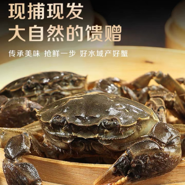 鮮活大闸蟹大量出售产地直供质量好青壳白底