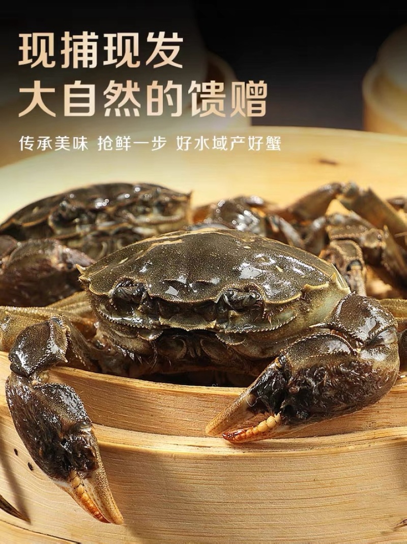 鮮活大闸蟹大量出售产地直供质量好青壳白底