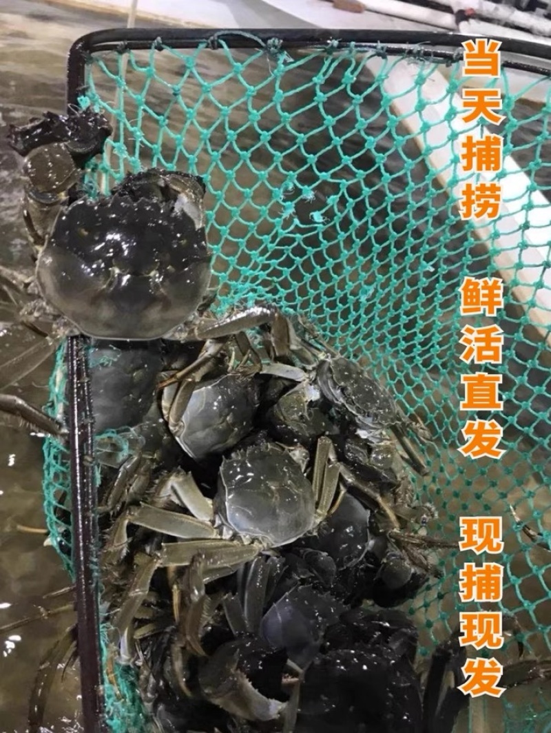 鮮活大闸蟹大量出售产地直供质量好青壳白底