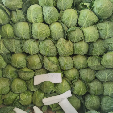 云南大理宾川甘蓝圆包菜质量好散装袋装,冷库专业代收