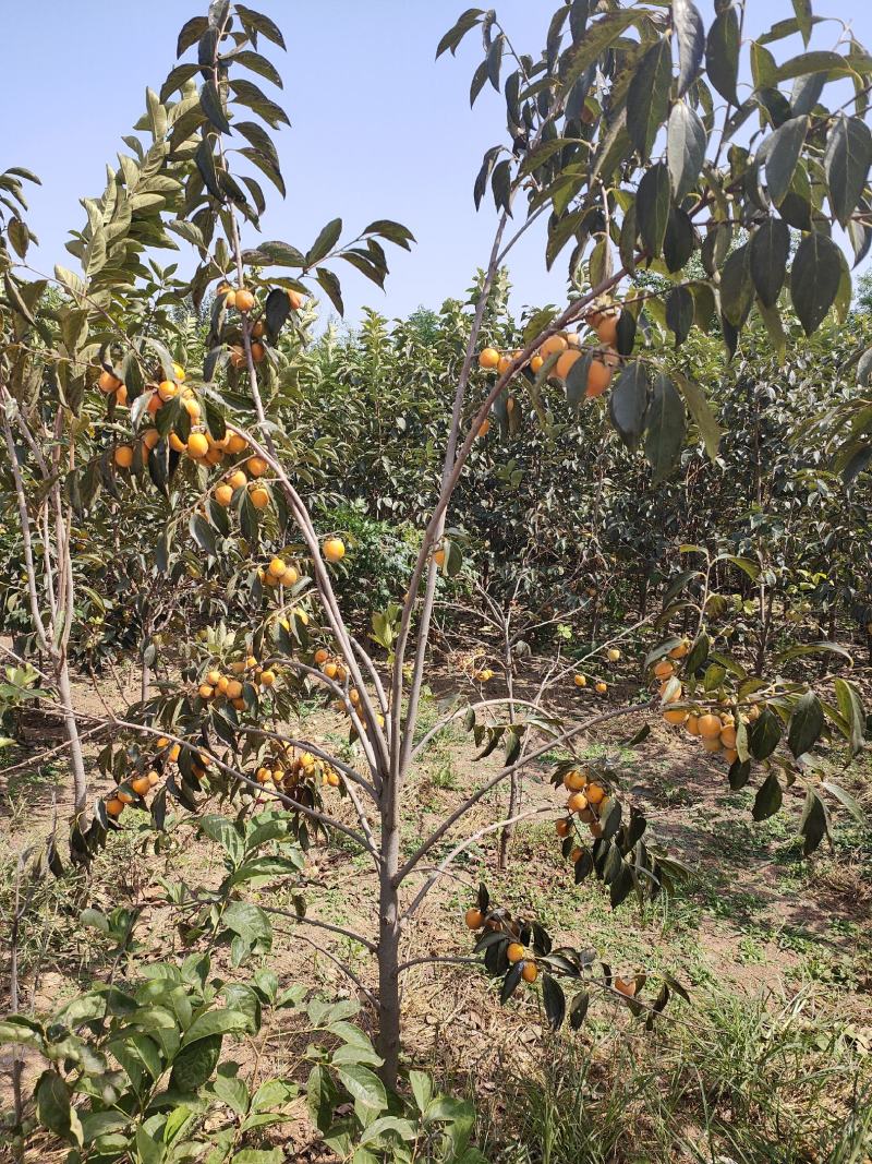 3～5公分柿树苗，基地现货，自家苗圃品质纯正，质量保证！