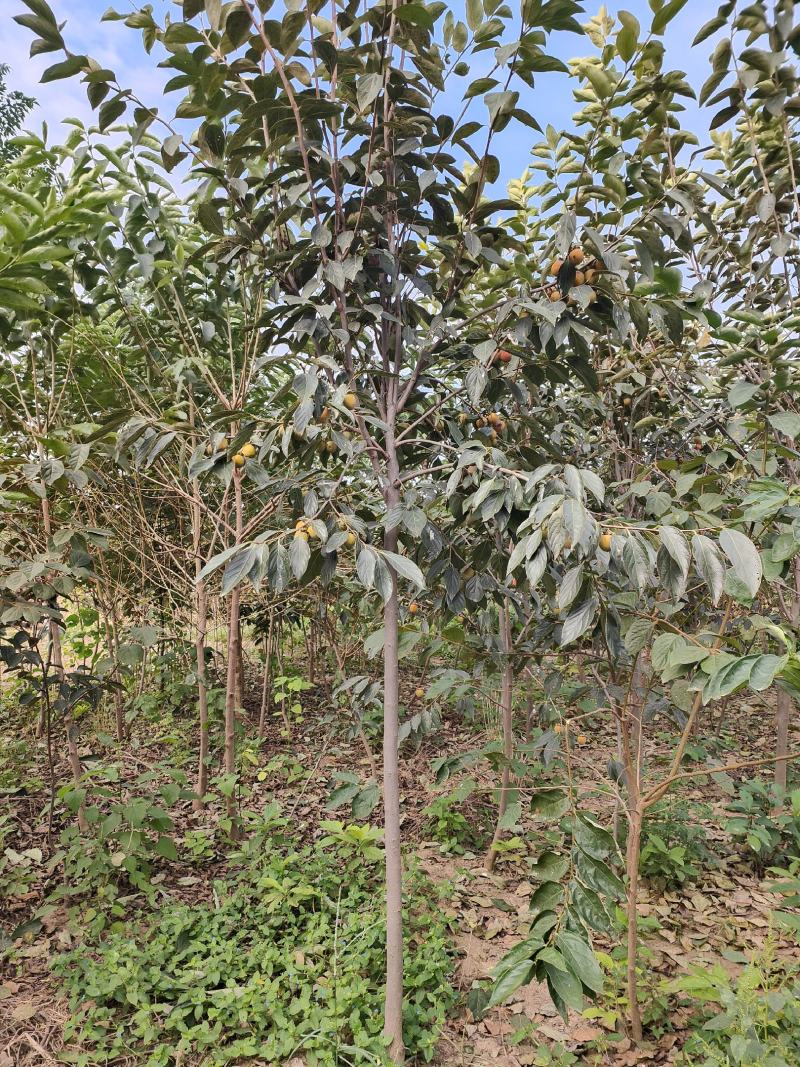 3～5公分柿树苗，基地现货，自家苗圃品质纯正，质量保证！