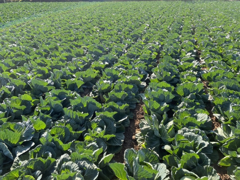 云南大理宾川甘蓝圆包菜质量好散装袋装，冷库专业代收