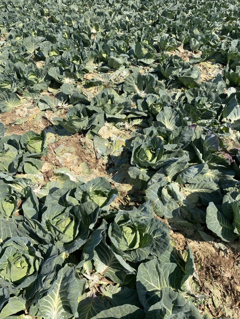 云南大理宾川甘蓝圆包菜质量好散装袋装，冷库专业代收