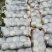 云南大理宾川甘蓝圆包菜质量好散装袋装,冷库专业代收