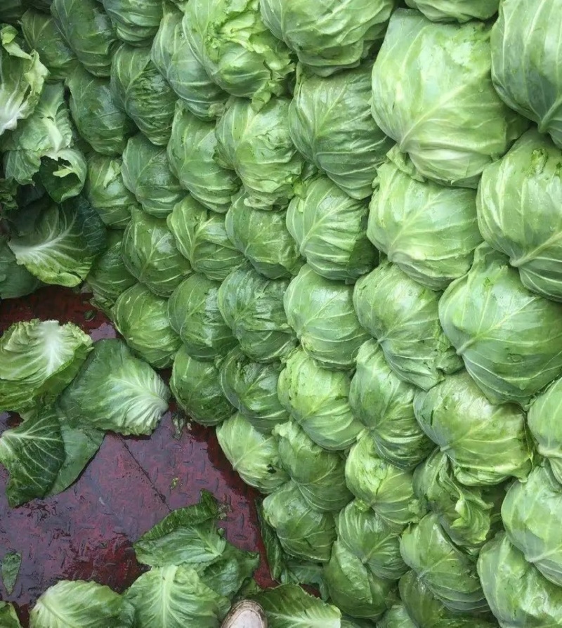 云南大理宾川甘蓝圆包菜质量好散装袋装，冷库专业代收