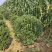 80公分-1.2米大叶黄杨球量大，基地现货，现挖现发货
