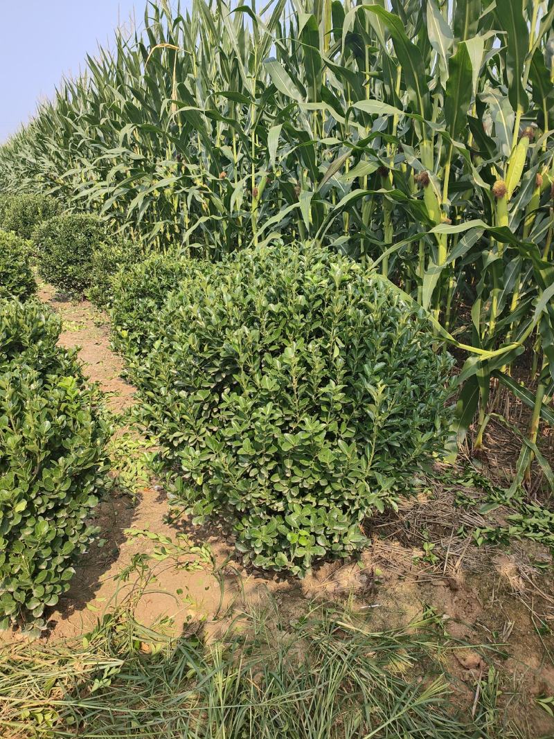 80公分-1.2米大叶黄杨球量大，基地现货，现挖现发货