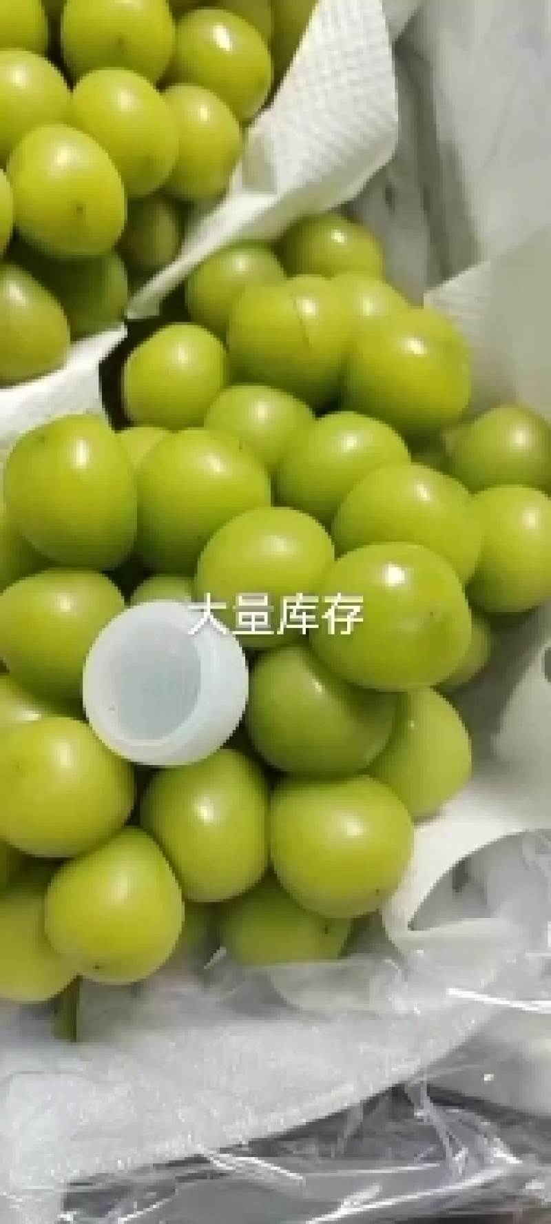 河北冷库阳光玫瑰大量上市，货源充足产地直供对接全国