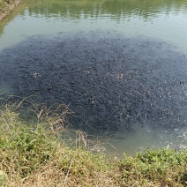 山东微山湖本地黑鱼苗批发