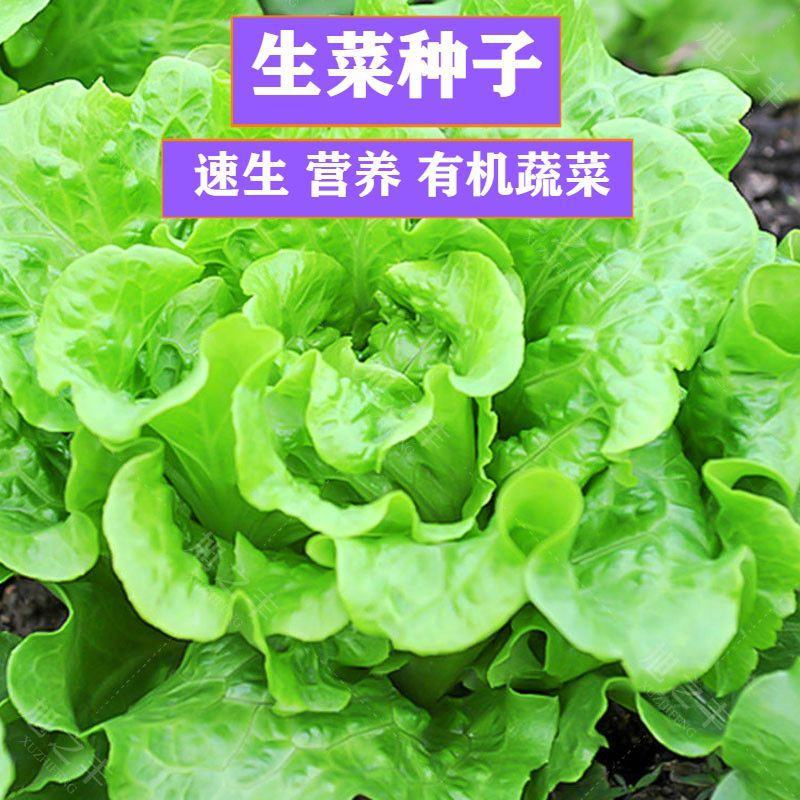 四季奶油生菜种子可生吃阳台盆栽夏季耐热蔬菜种籽农家玻璃生