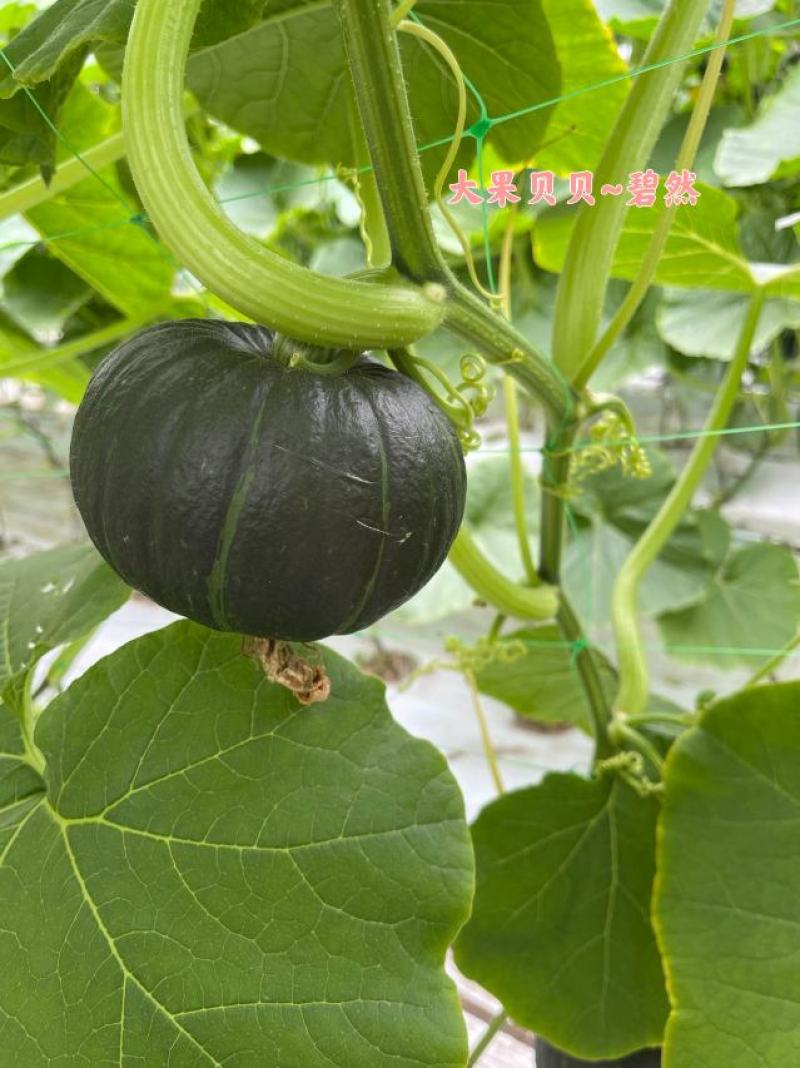 大果贝贝DY-3腔小肉厚、座果好、颜值高、口感粉面香甜
