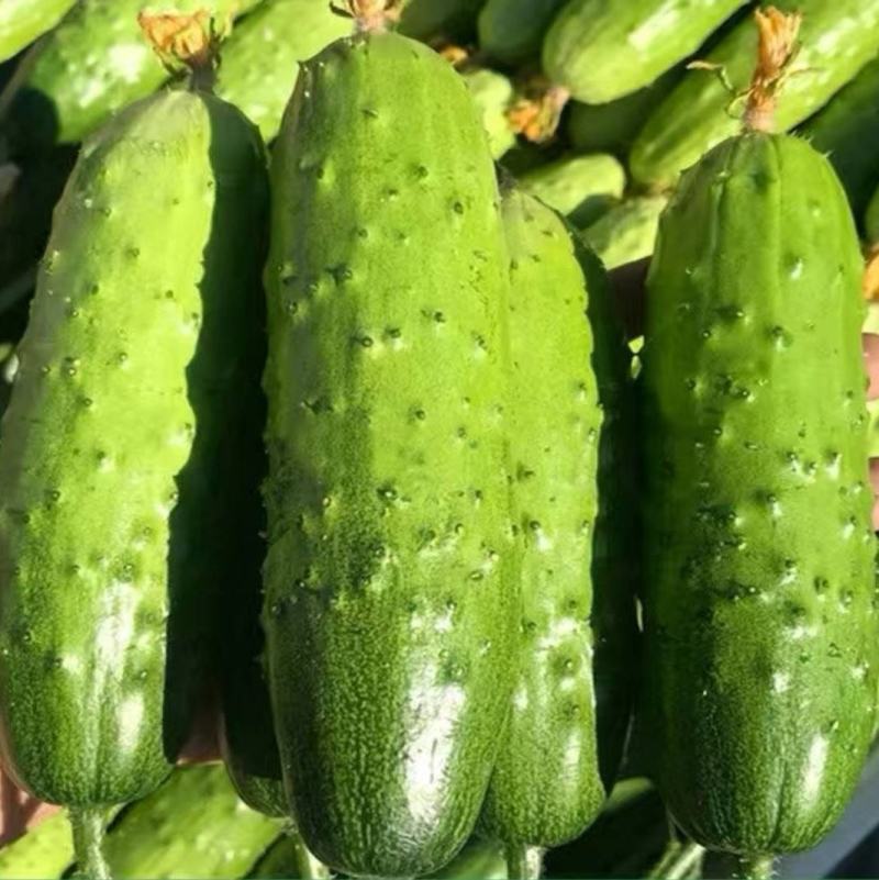 罐装福娃水果黄瓜种子杂交旱黄瓜口感清香早熟大棚露地农户