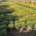 菊花观赏菊国庆菊球菊千头菊基地批发支持视频图片看