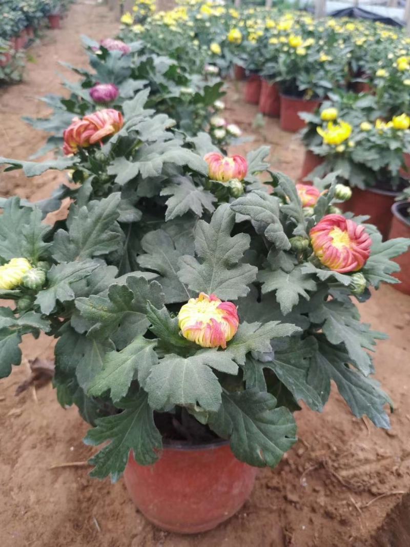 菊花观赏菊国庆菊球菊千头菊基地批发支持视频图片看