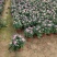 菊花观赏菊国庆菊球菊千头菊基地批发支持视频图片看