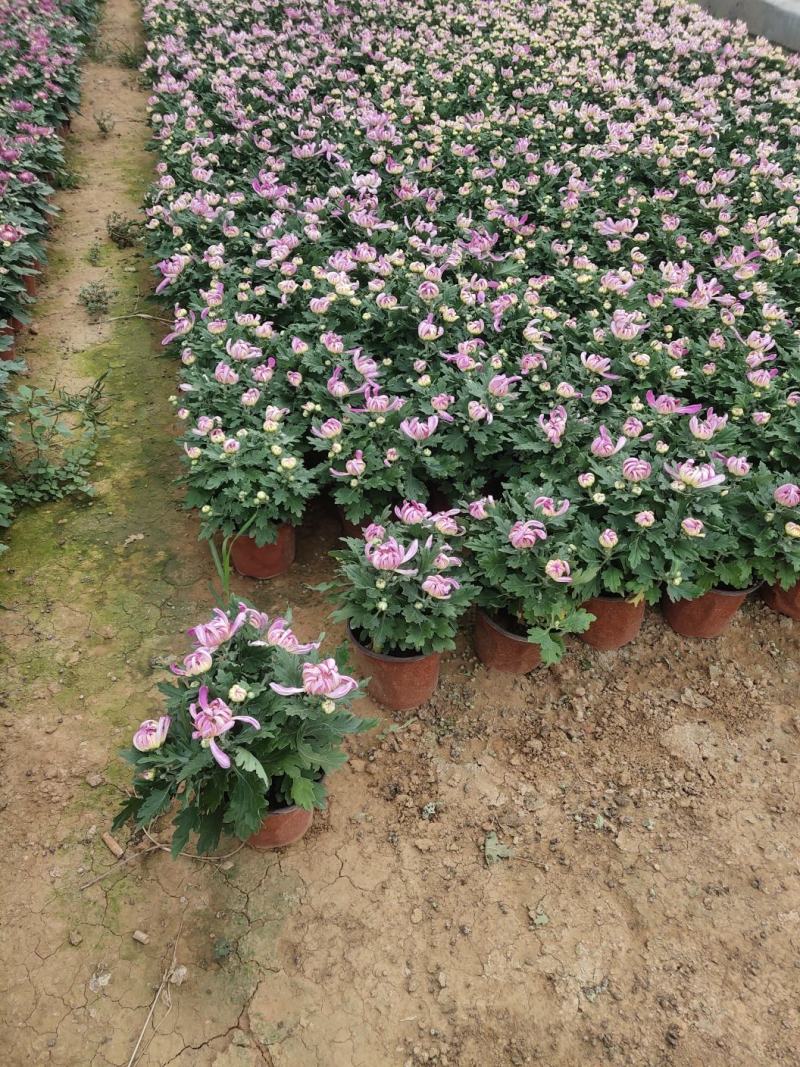 菊花观赏菊国庆菊球菊千头菊基地批发支持视频图片看