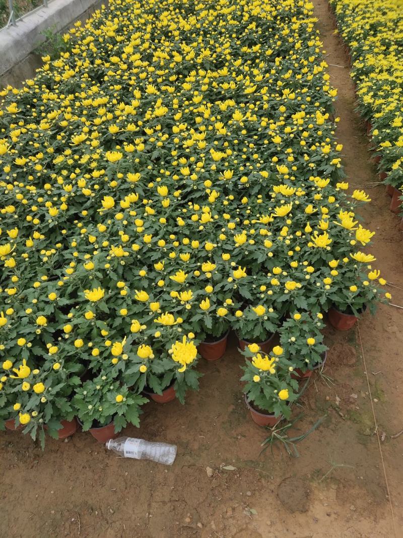 菊花观赏菊国庆菊球菊千头菊基地批发支持视频图片看