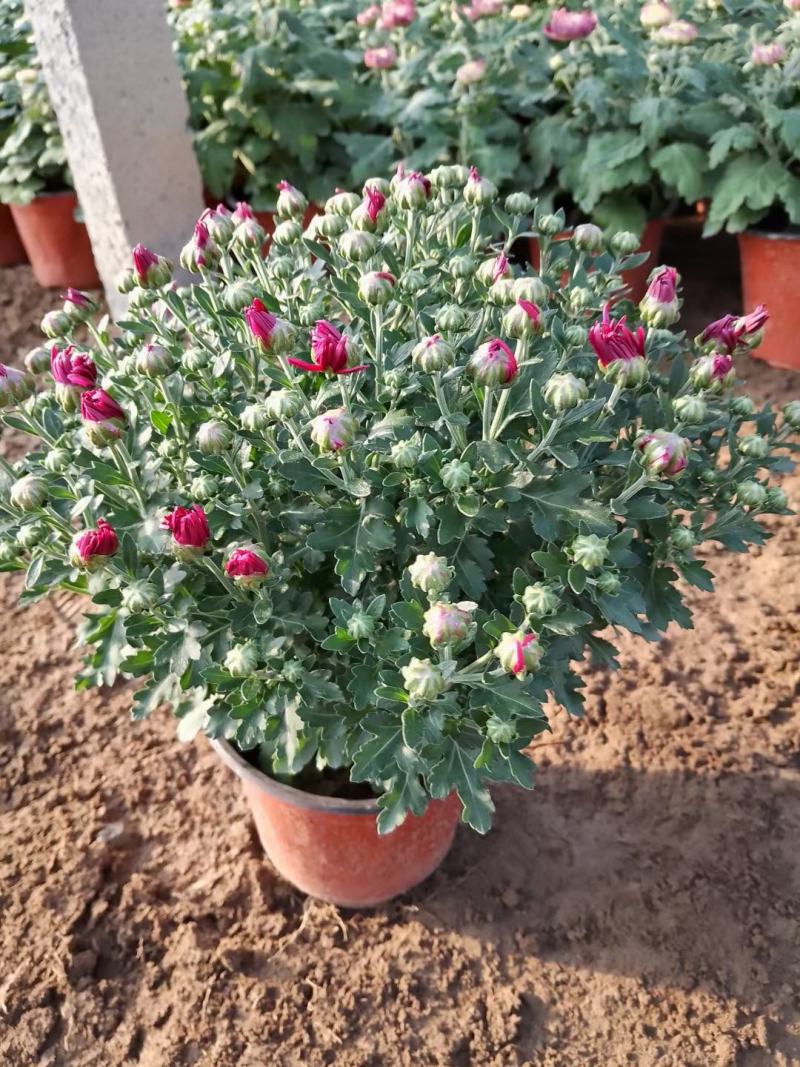 菊花观赏菊国庆菊球菊千头菊基地批发支持视频图片看