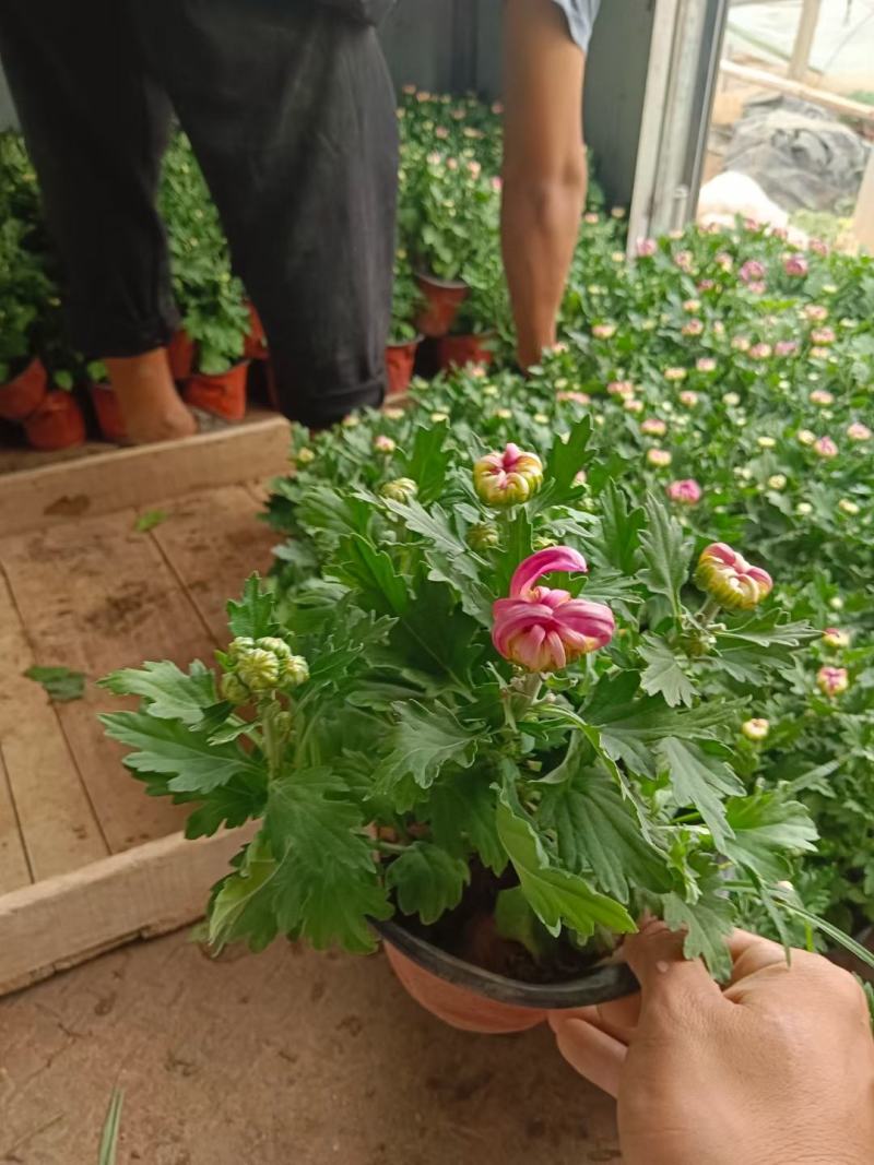 菊花观赏菊国庆菊球菊千头菊基地批发支持视频图片看