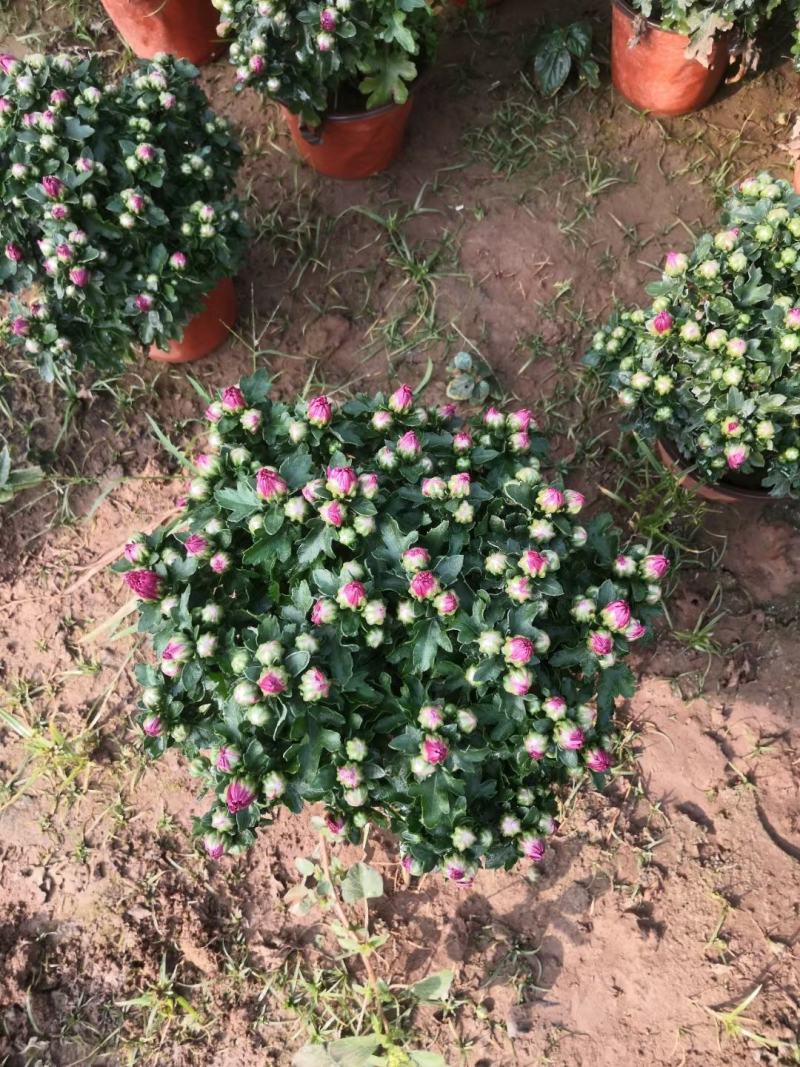菊花观赏菊国庆菊球菊千头菊基地批发支持视频图片看