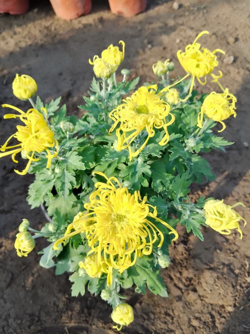 菊花观赏菊国庆菊球菊千头菊基地批发支持视频图片看