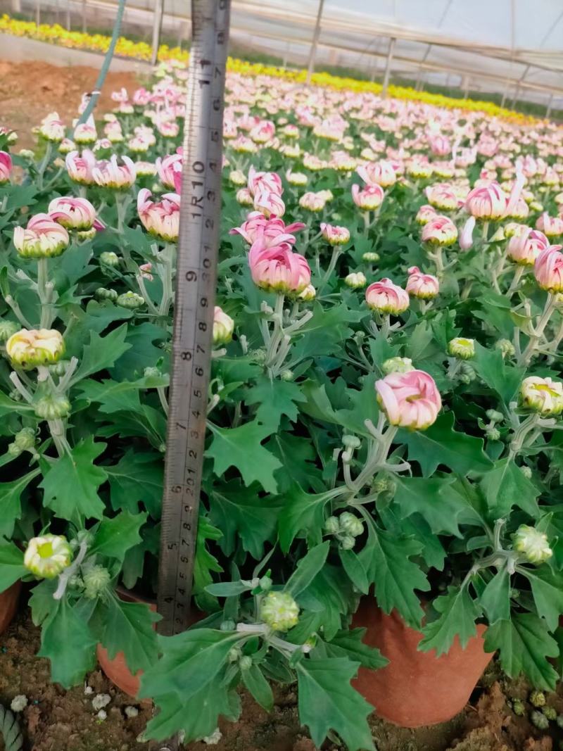 菊花观赏菊国庆菊球菊千头菊基地批发支持视频图片看